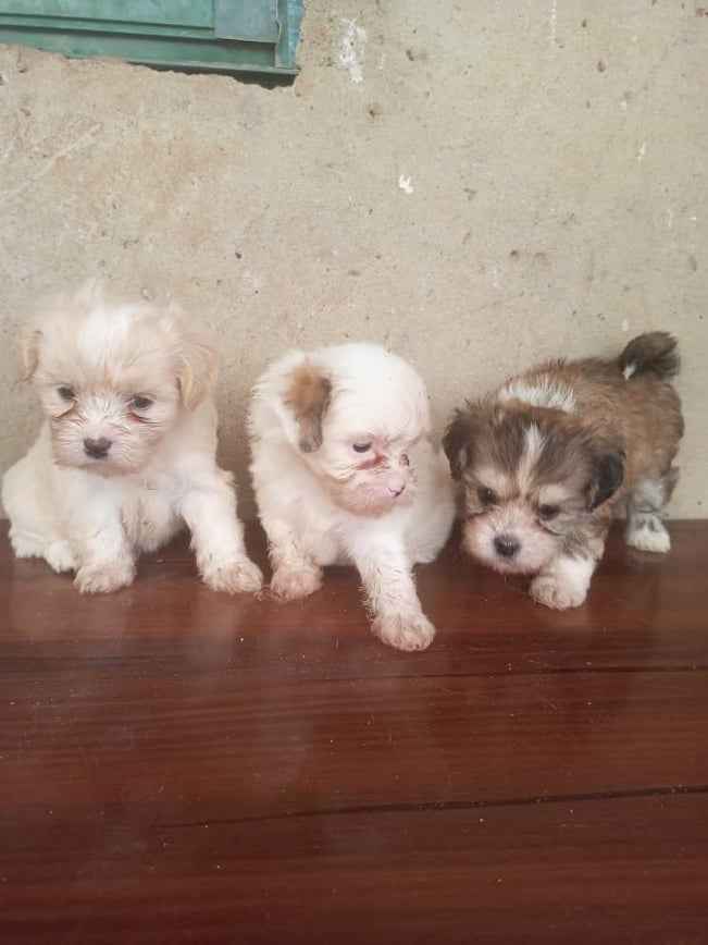 Dog image - Mobiarket